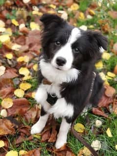 Border Collie Imported Puppies