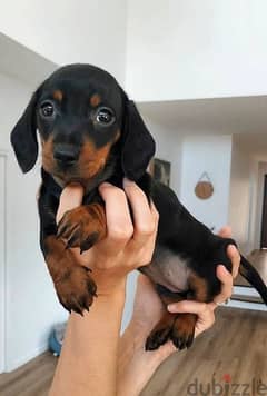 Baby Weiner! Dachshund Puppies/dog كلاب