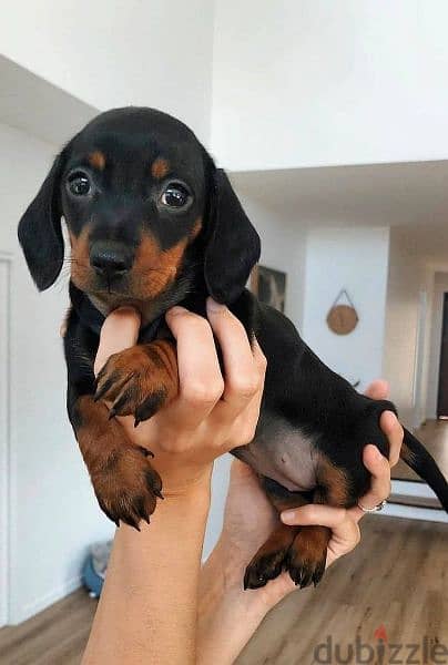 Baby Weiner! Dachshund Puppies/dog كلاب 0