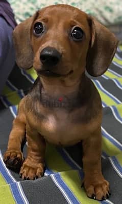 Weiner Dog! Dachshund puppies available in shop