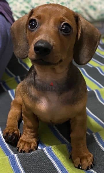 Weiner Dog! Dachshund puppies available in shop 0