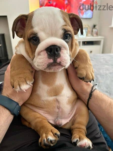 English Bulldog Puppies/ available in store/dog كلاب 0