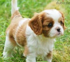 Cavalier king charles puppies/ dog كلاب