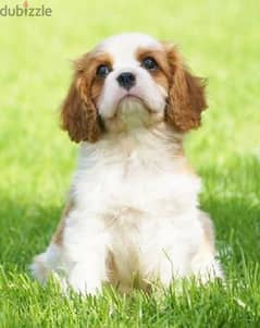 Cavalier Puppies Available/ dog كلاب 0