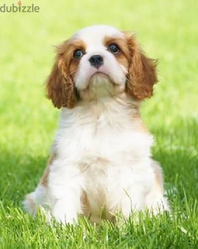 Cavalier Puppies Available/ dog كلاب