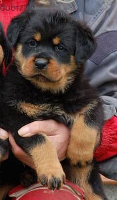 rottweiler