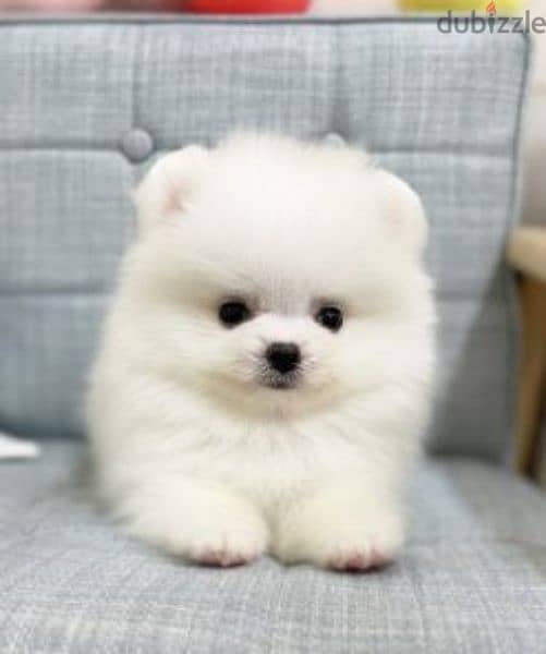 pomeranian teacup toy face 1