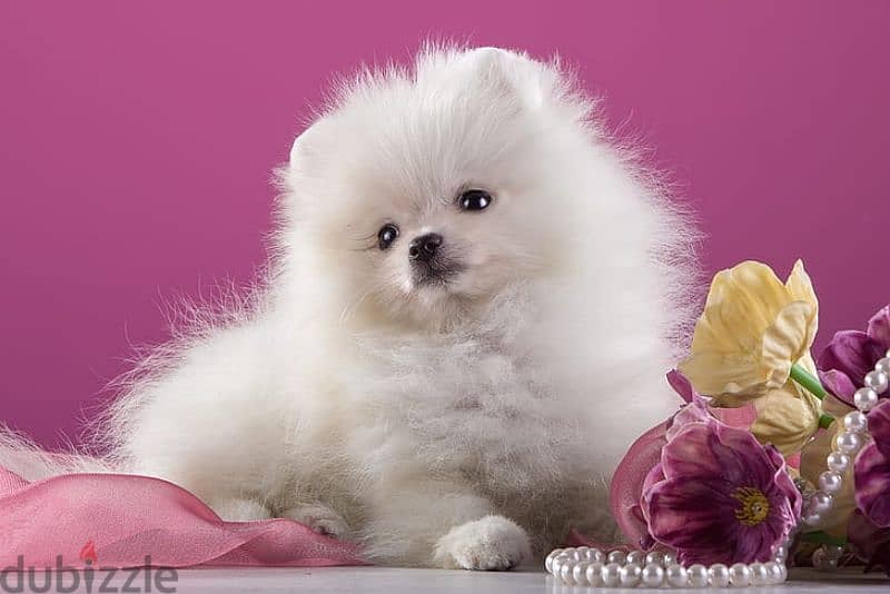 pomeranian teacup toy face 3