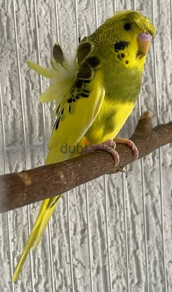 Pair of pure Hagoromo (helicopter) Budgies - جوز بادجي أجنبي 1