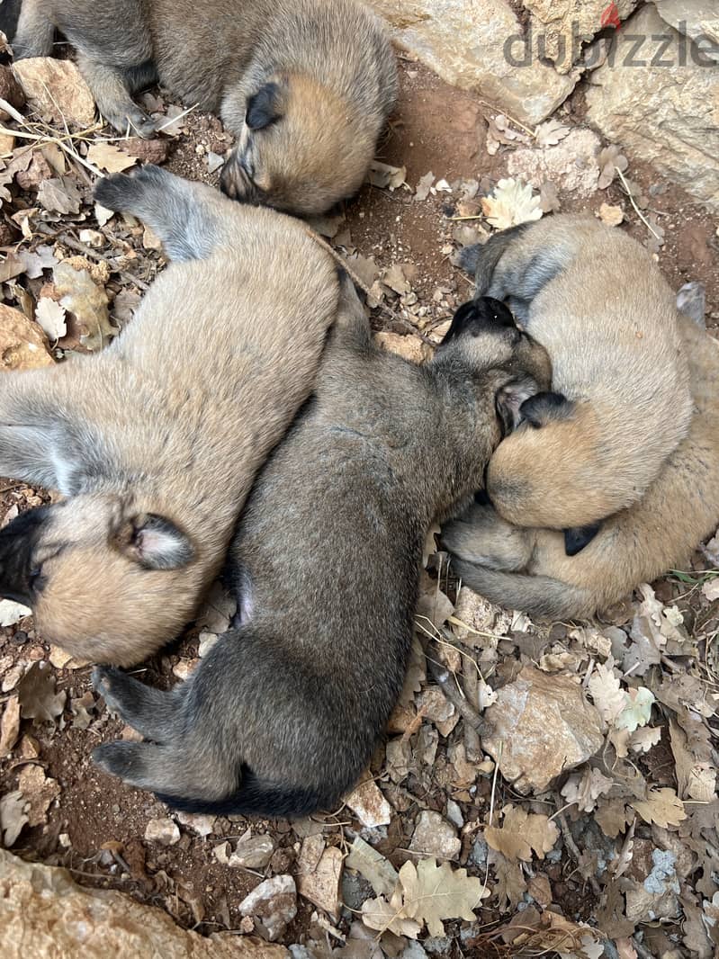 Pure malinois males and females for sale 4