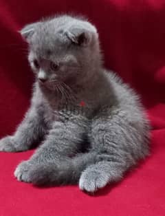 Scottish fold kittens