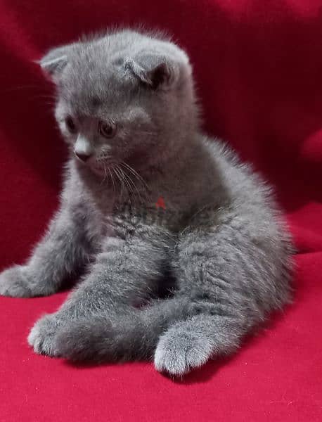 Scottish fold kittens 0