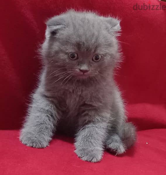 Scottish fold kittens 1