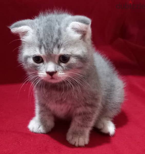 Scottish fold kittens 2