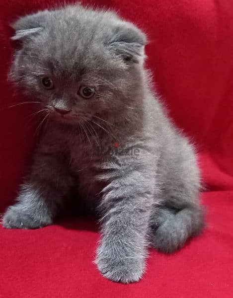 Scottish fold kittens 3