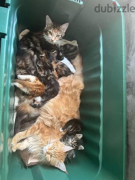 Fully vaccinated Maine Coon Kitten imported from Canada 5