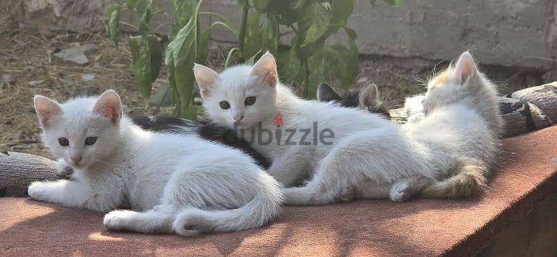 Kitten Angora 0