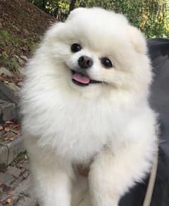 White Pomeranian puppy teacup