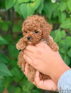 Toy Poodle Red Brown puppy