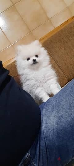 Pomeranian male and female teacup toy face 76960295