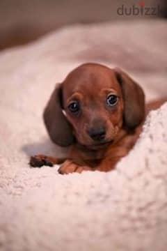 Dachshund Sausage Dogs Available/ Puppies كلاب