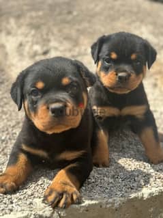 rottweiller