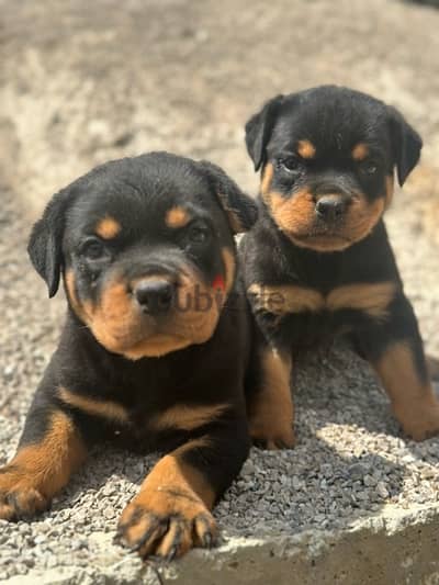 rottweiller for sale