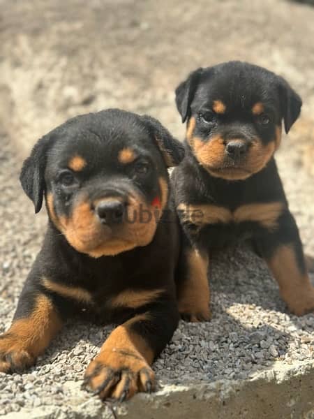 rottweiller for sale 0