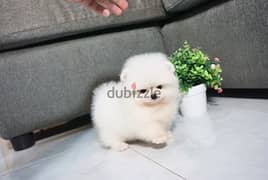 Pomeranian puppies/dog/كلاب/Delivery/Imported 0