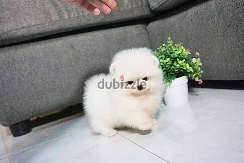 Pomeranian puppies/dog/كلاب/Delivery/Imported 0