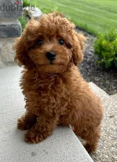 Poodle puppies/dog/كلاب/Imported/Delivery 0