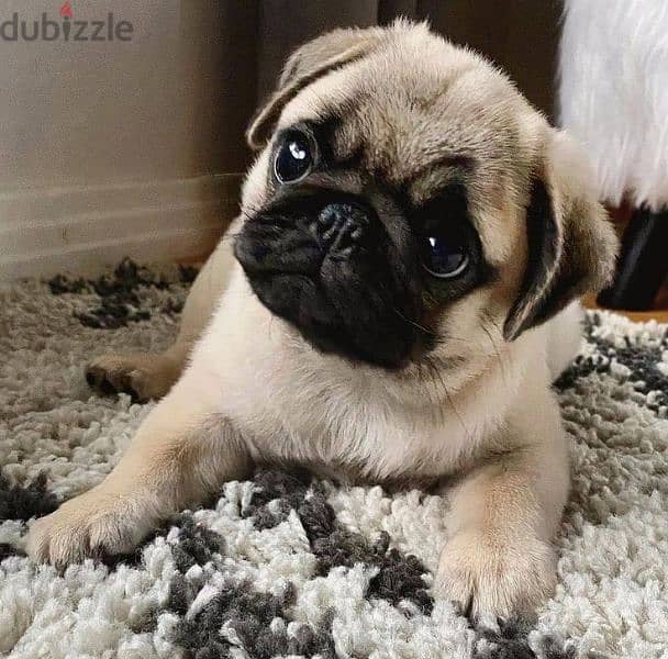 Pug Puppies/Imported/pure breed /Dog/كلاب 0