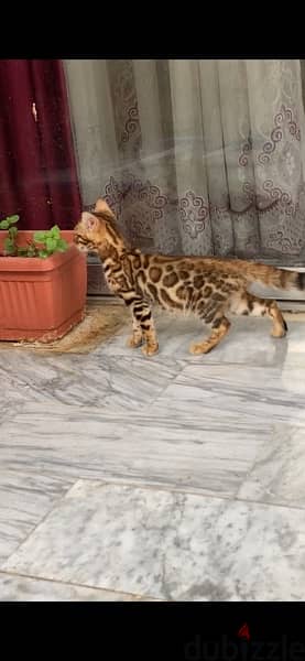 bengal cat for sale بنغال للبيع