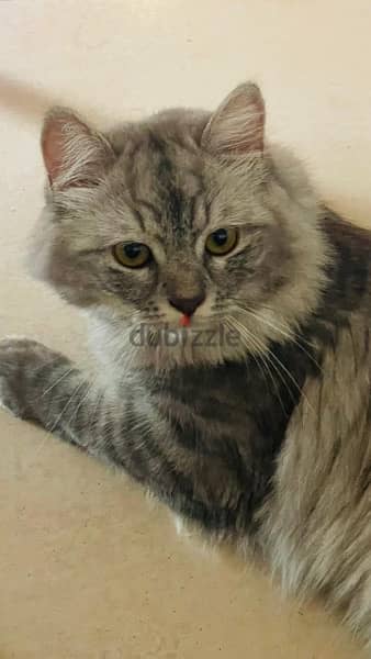 Persian Male Cat 2