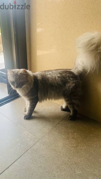 Persian Male Cat 4