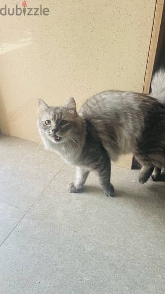 Persian Male Cat 5