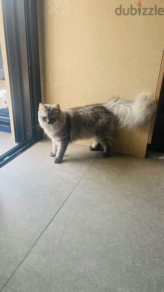 Persian Male Cat 6