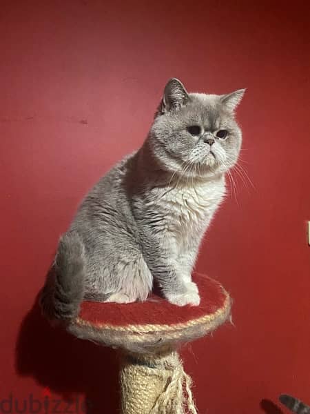 British shorthair Mature Male 1