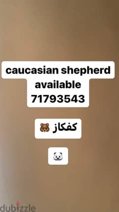 caucasian shepherd available and belgian malinois