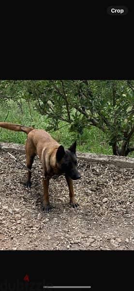 caucasian shepherd available and belgian malinois 1