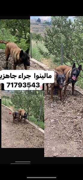 caucasian shepherd available and belgian malinois 2