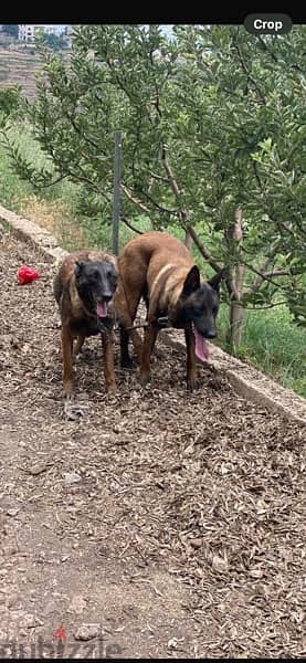 caucasian shepherd available and belgian malinois 3