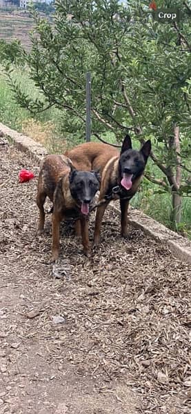 caucasian shepherd available and belgian malinois 4