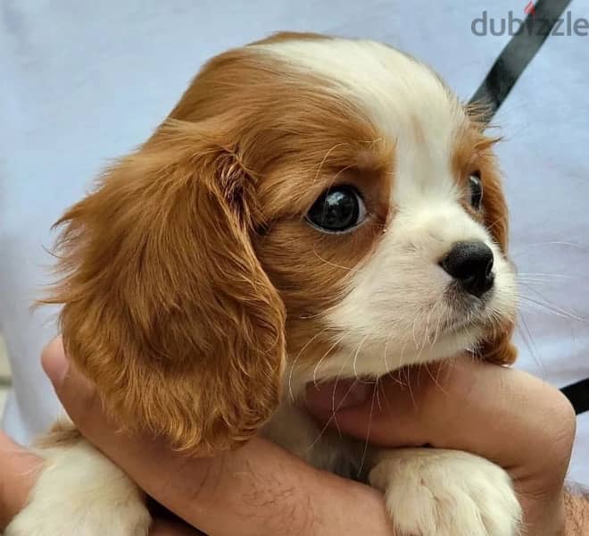 Cavalier King Charles puppy pure breed imported DELIVERY dog كلاب 0