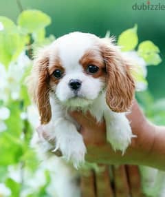 Cavalier King Charles puppy pure breed imported DELIVERY dog كلاب