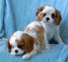 Cavalier King Charles puppy pure breed imported DELIVERY dog كلاب 0