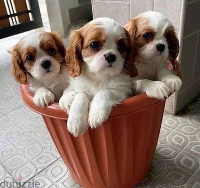 Cavalier King Charles puppy pure breed DELIVERY dog كلاب imported