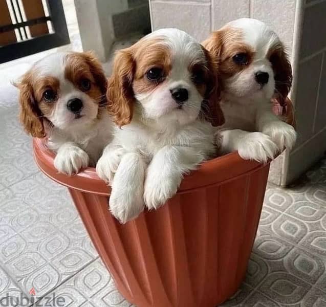 Cavalier King Charles puppy pure breed DELIVERY dog كلاب imported 0