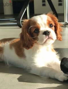 Cavalier king charles puppies/Imported/Available in Store/Delivery/dog