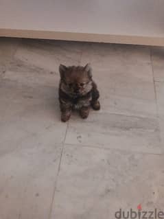 Pomeranian